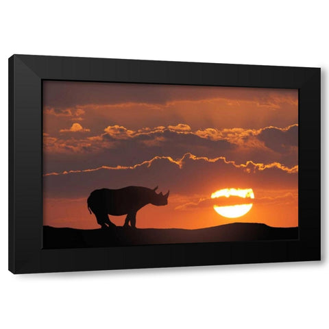 Kenya, Masai Mara White rhinos at sunset Black Modern Wood Framed Art Print by Zuckerman, Jim