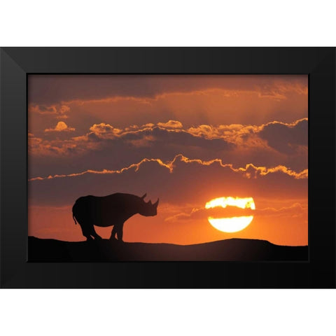 Kenya, Masai Mara White rhinos at sunset Black Modern Wood Framed Art Print by Zuckerman, Jim