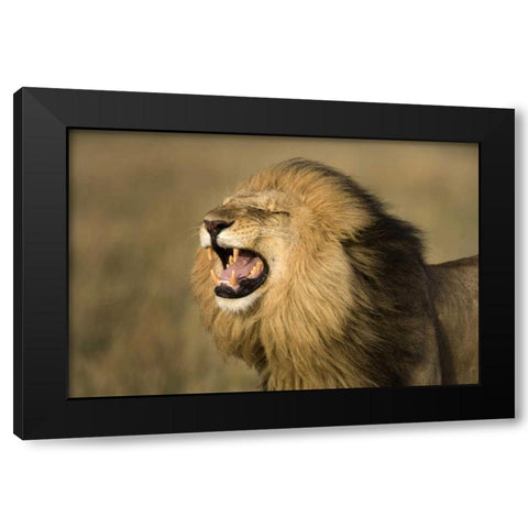 Kenya, Masai Mara Game Reserve Male lion roaring Black Modern Wood Framed Art Print by Zuckerman, Jim