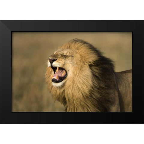 Kenya, Masai Mara Game Reserve Male lion roaring Black Modern Wood Framed Art Print by Zuckerman, Jim