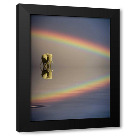 Kenya, Masai Mara Bull elephant and rainbow Black Modern Wood Framed Art Print by Zuckerman, Jim