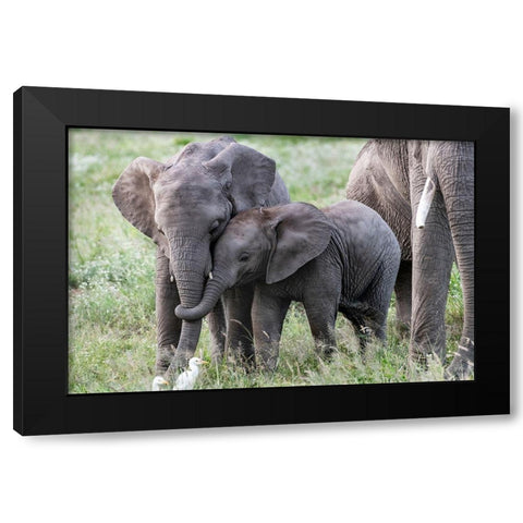 Africa-Kenya-Amboseli National Park Close-up of juvenile elephant  Black Modern Wood Framed Art Print with Double Matting by Jaynes Gallery