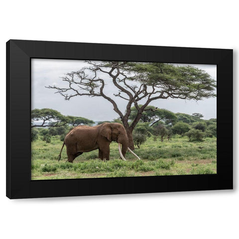 Africa-Kenya-Amboseli National Park Elephant and acacia tree  Black Modern Wood Framed Art Print with Double Matting by Jaynes Gallery