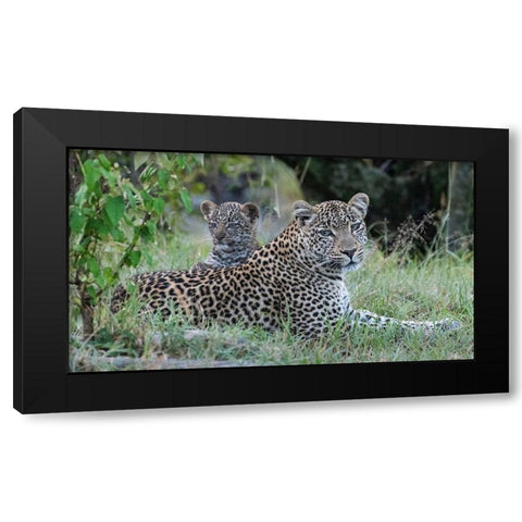Africa-Kenya-Maasai Mara National Reserve Close-up of leopard mother and cub  Black Modern Wood Framed Art Print with Double Matting by Jaynes Gallery