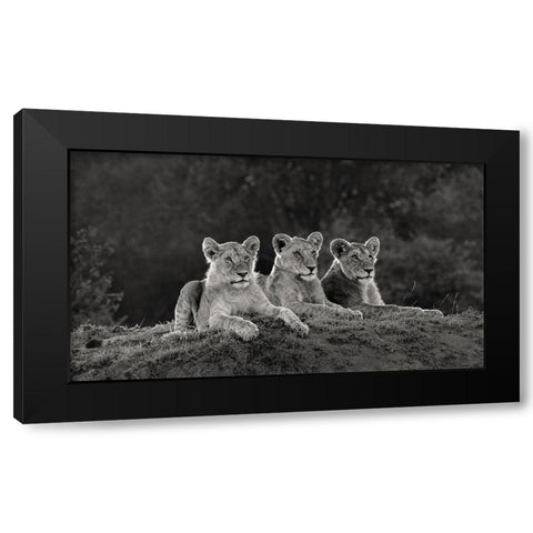 Africa-Kenya-Maasai Mara National Reserve Three resting lions  Black Modern Wood Framed Art Print with Double Matting by Jaynes Gallery
