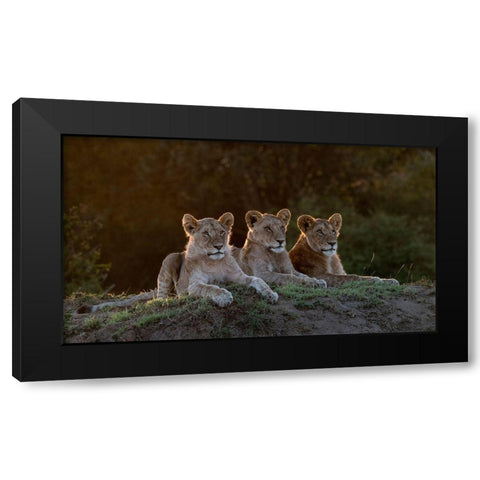 Africa-Kenya-Maasai Mara National Reserve Three resting lions  Black Modern Wood Framed Art Print by Jaynes Gallery
