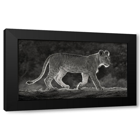 Africa-Kenya-Maasai Mara National Reserve Backlit close-up of young lion  Black Modern Wood Framed Art Print with Double Matting by Jaynes Gallery