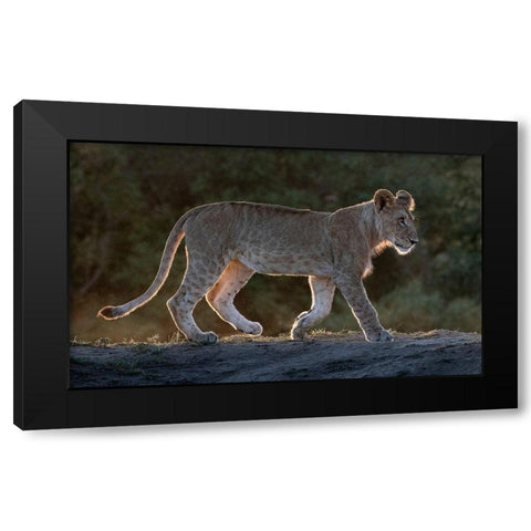 Africa-Kenya-Maasai Mara National Reserve Backlit close-up of young lion  Black Modern Wood Framed Art Print by Jaynes Gallery