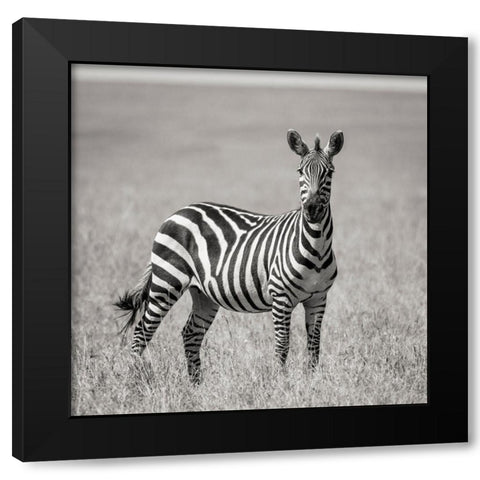 Africa-Kenya-Maasai Mara National Reserve Close-up of lone zebra  Black Modern Wood Framed Art Print by Jaynes Gallery