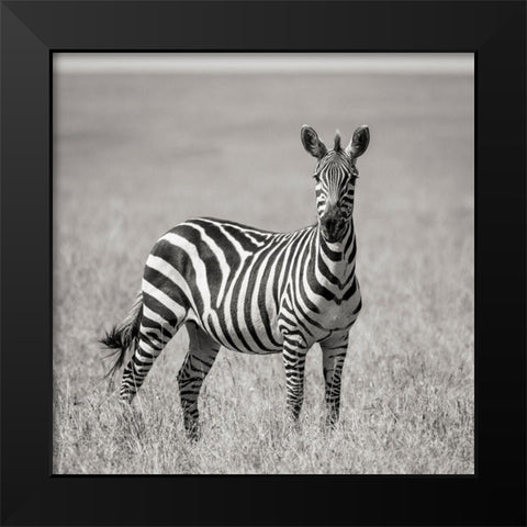 Africa-Kenya-Maasai Mara National Reserve Close-up of lone zebra  Black Modern Wood Framed Art Print by Jaynes Gallery