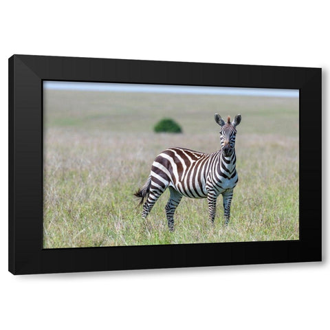 Africa-Kenya-Maasai Mara National Reserve Close-up of lone zebra  Black Modern Wood Framed Art Print by Jaynes Gallery
