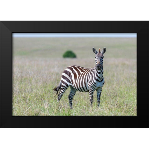 Africa-Kenya-Maasai Mara National Reserve Close-up of lone zebra  Black Modern Wood Framed Art Print by Jaynes Gallery