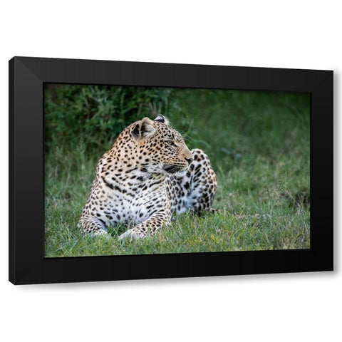 Africa-Kenya-Maasai Mara National Reserve Close-up of resting leopard  Black Modern Wood Framed Art Print with Double Matting by Jaynes Gallery