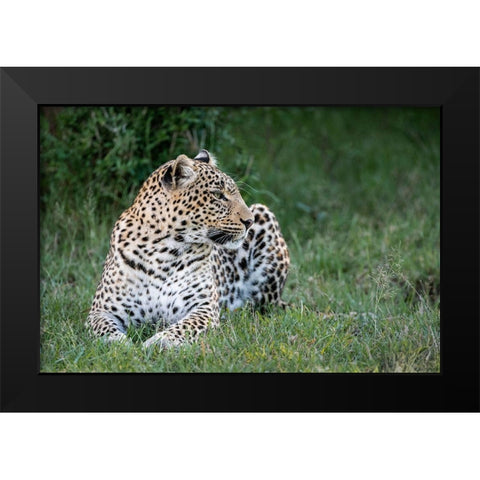Africa-Kenya-Maasai Mara National Reserve Close-up of resting leopard  Black Modern Wood Framed Art Print by Jaynes Gallery