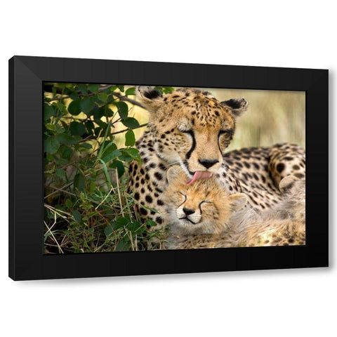 Kenya-Masai Mara National Reserve Cheetah mother grooming cub Black Modern Wood Framed Art Print with Double Matting by Jaynes Gallery