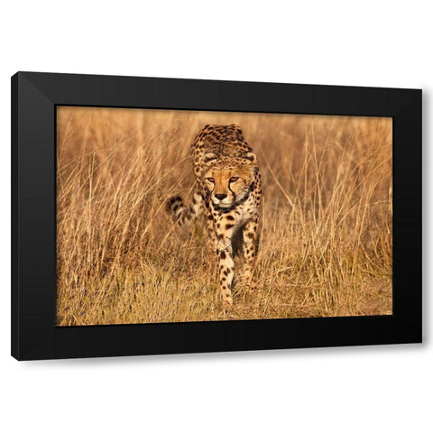 Kenya-Masai Mara National Reserve Cheetah close-up at sunset Black Modern Wood Framed Art Print by Jaynes Gallery