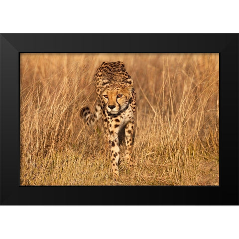 Kenya-Masai Mara National Reserve Cheetah close-up at sunset Black Modern Wood Framed Art Print by Jaynes Gallery
