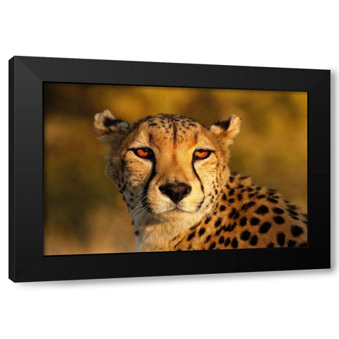 Kenya-Masai Mara National Reserve Cheetah close-up at sunset Black Modern Wood Framed Art Print with Double Matting by Jaynes Gallery