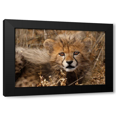 Kenya-Masai Mara National Reserve Cheetah cub close-up Black Modern Wood Framed Art Print with Double Matting by Jaynes Gallery