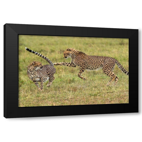 Kenya-Masai Mara National Reserve Young cheetahs playing Black Modern Wood Framed Art Print with Double Matting by Jaynes Gallery