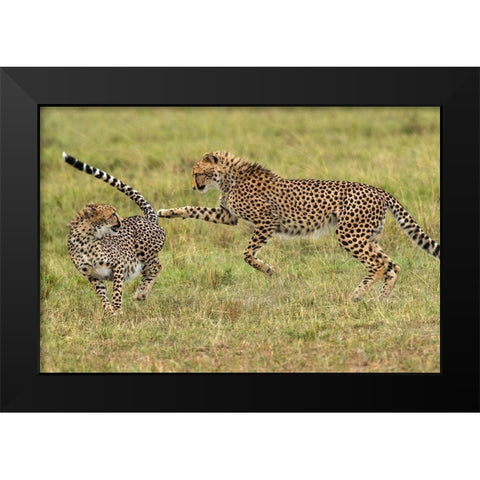 Kenya-Masai Mara National Reserve Young cheetahs playing Black Modern Wood Framed Art Print by Jaynes Gallery