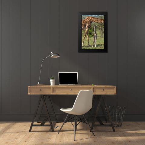 Kenya-Masai Mara Conservancy Mother and newborn giraffe close-up Black Modern Wood Framed Art Print by Jaynes Gallery