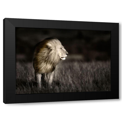 Kenya-Masai Mara National Reserve Abstract of male lion standing in field Black Modern Wood Framed Art Print by Jaynes Gallery