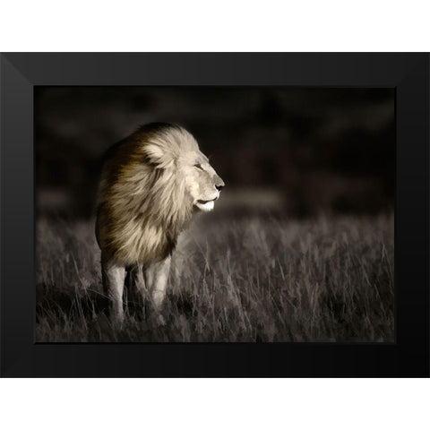 Kenya-Masai Mara National Reserve Abstract of male lion standing in field Black Modern Wood Framed Art Print by Jaynes Gallery