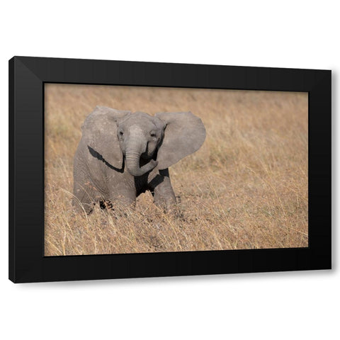 Africa-Kenya-Ol Pejeta Conservancy-Baby African elephant Black Modern Wood Framed Art Print by Hopkins, Cindy Miller