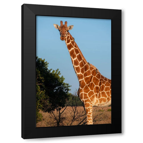 Africa-Kenya-Ol Pejeta Conservancy-Reticulated giraffe with yellow-billed oxpeckers Black Modern Wood Framed Art Print by Hopkins, Cindy Miller