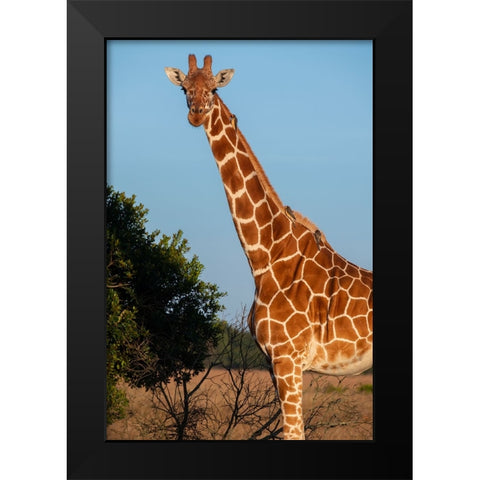 Africa-Kenya-Ol Pejeta Conservancy-Reticulated giraffe with yellow-billed oxpeckers Black Modern Wood Framed Art Print by Hopkins, Cindy Miller