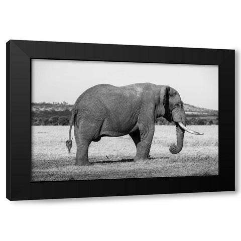 Africa-Kenya-Ol Pejeta Conservancy-Lone bull African elephant Black Modern Wood Framed Art Print with Double Matting by Hopkins, Cindy Miller