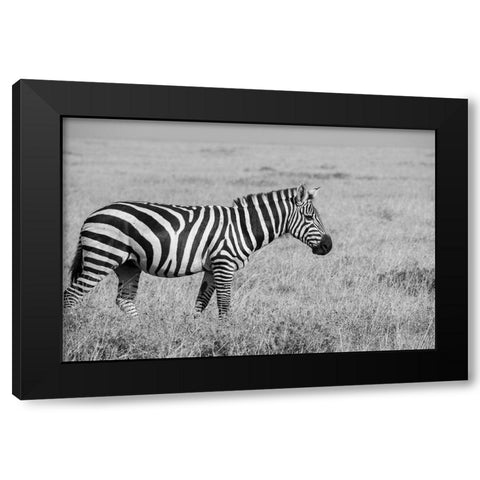 Africa-Kenya-Ol Pejeta Conservancy-Bruchells zebra-Equus burchellii-in grassland habitat, Black Modern Wood Framed Art Print with Double Matting by Hopkins, Cindy Miller
