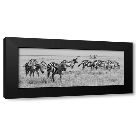 Africa-Kenya-Ol Pejeta Conservancy-Herd of Bruchells zebra-Equus burchellii-in grassland habitat Black Modern Wood Framed Art Print with Double Matting by Hopkins, Cindy Miller