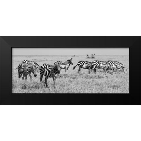 Africa-Kenya-Ol Pejeta Conservancy-Herd of Bruchells zebra-Equus burchellii-in grassland habitat Black Modern Wood Framed Art Print by Hopkins, Cindy Miller