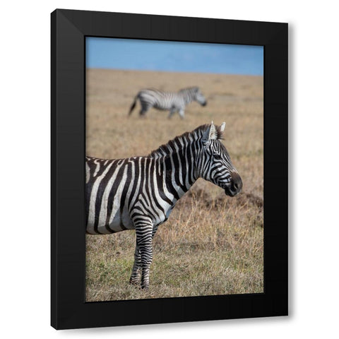 Africa-Kenya-Ol Pejeta Conservancy-Bruchells zebra-Equus burchellii-in grassland habitat Black Modern Wood Framed Art Print by Hopkins, Cindy Miller