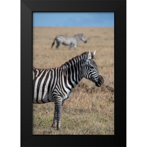 Africa-Kenya-Ol Pejeta Conservancy-Bruchells zebra-Equus burchellii-in grassland habitat Black Modern Wood Framed Art Print by Hopkins, Cindy Miller