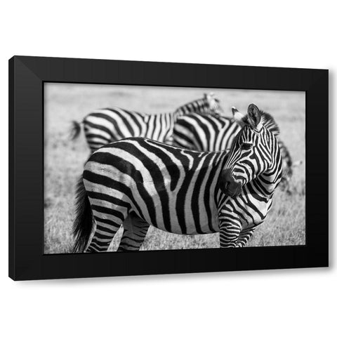 Africa-Kenya-Ol Pejeta Conservancy-Bruchells zebra-Equus burchellii-in grassland habitat Black Modern Wood Framed Art Print with Double Matting by Hopkins, Cindy Miller