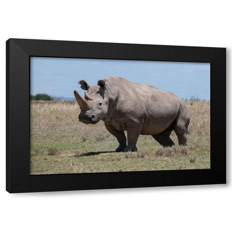 Africa-Kenya-Ol Pejeta Conservancy-one of the last 2 critically endangered Northern white rhinos Black Modern Wood Framed Art Print by Hopkins, Cindy Miller