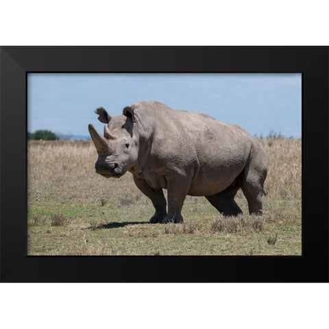 Africa-Kenya-Ol Pejeta Conservancy-one of the last 2 critically endangered Northern white rhinos Black Modern Wood Framed Art Print by Hopkins, Cindy Miller