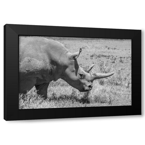 Africa-Kenya-Ol Pejeta Conservancy-one of last 2 critically endangered Northern white rhinos Black Modern Wood Framed Art Print with Double Matting by Hopkins, Cindy Miller