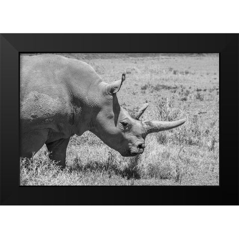 Africa-Kenya-Ol Pejeta Conservancy-one of last 2 critically endangered Northern white rhinos Black Modern Wood Framed Art Print by Hopkins, Cindy Miller
