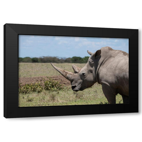 Africa-Kenya-Ol Pejeta Conservancy-One the last 2 critically endangered Northern white rhinos Black Modern Wood Framed Art Print by Hopkins, Cindy Miller
