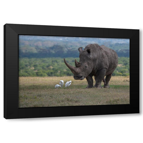 Africa-Kenya-Ol Pejeta-Southern white rhinoceros-Ceratotherium simum simum-with cattle egrets Black Modern Wood Framed Art Print by Hopkins, Cindy Miller