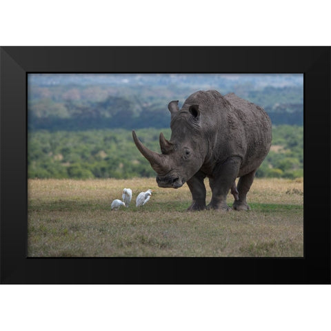 Africa-Kenya-Ol Pejeta-Southern white rhinoceros-Ceratotherium simum simum-with cattle egrets Black Modern Wood Framed Art Print by Hopkins, Cindy Miller