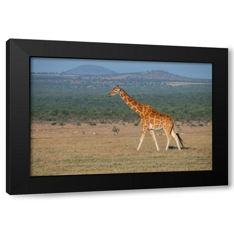 Africa-Kenya-Ol Pejeta Conservancy-Reticulated giraffe Endangered species Black Modern Wood Framed Art Print by Hopkins, Cindy Miller