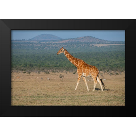 Africa-Kenya-Ol Pejeta Conservancy-Reticulated giraffe Endangered species Black Modern Wood Framed Art Print by Hopkins, Cindy Miller