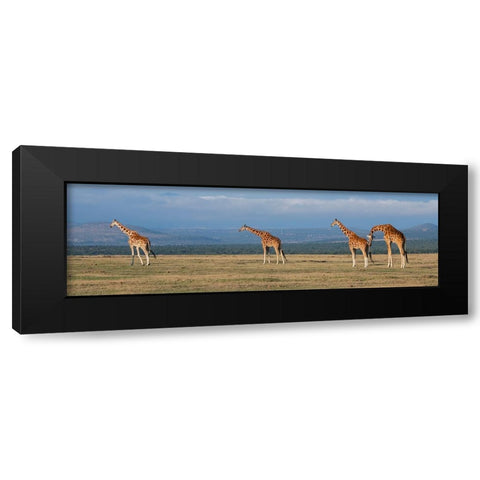 Africa-Kenya-Ol Pejeta Conservancy-Herd of Reticulated giraffe-Endangered species Black Modern Wood Framed Art Print with Double Matting by Hopkins, Cindy Miller