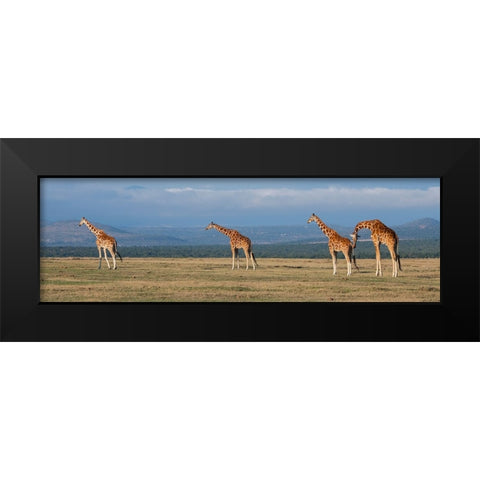 Africa-Kenya-Ol Pejeta Conservancy-Herd of Reticulated giraffe-Endangered species Black Modern Wood Framed Art Print by Hopkins, Cindy Miller