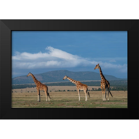 Africa-Kenya-Northern Frontier District-Ol Pejeta Conservancy-Reticulated giraffe Black Modern Wood Framed Art Print by Hopkins, Cindy Miller